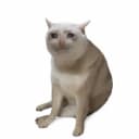 کَش‌کت CASHCAT